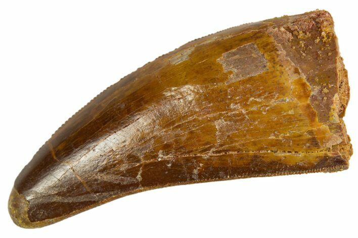 Serrated, Carcharodontosaurus Tooth - Real Dinosaur Tooth #308362